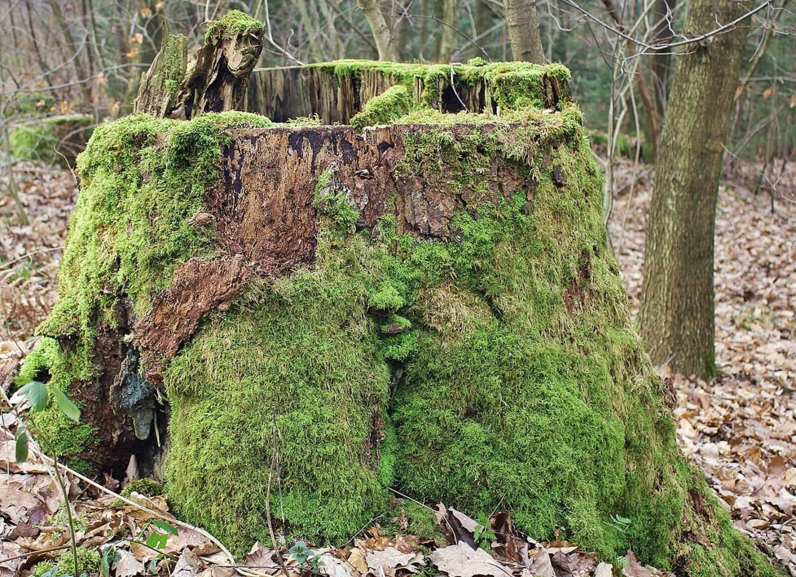 Canon EOS 550D (EOS Rebel T2i / EOS Kiss X4) sample photo. Forest, outdoor, lichen, moss photography