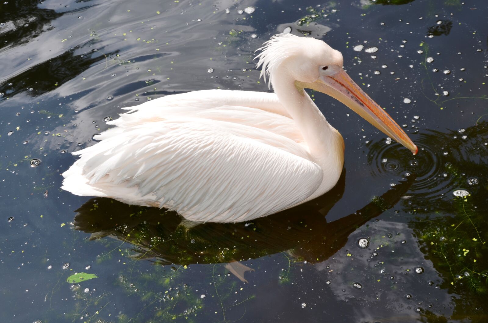 Nikon D5100 sample photo. Pelikan, animal, bird photography
