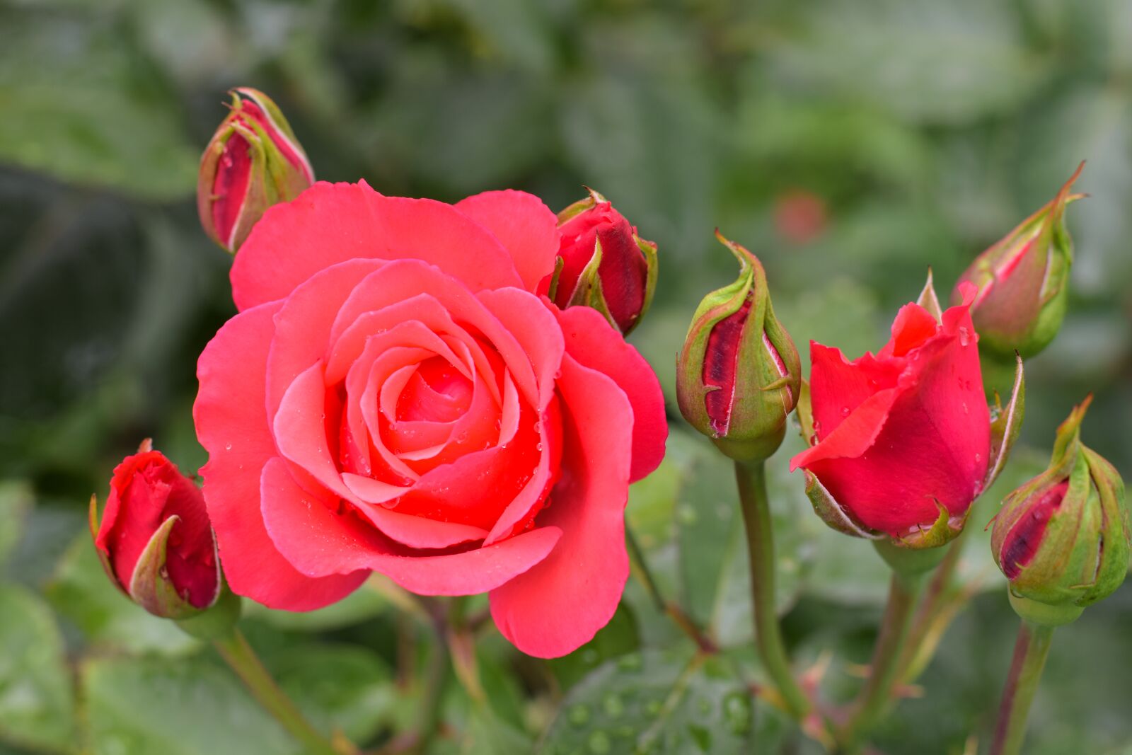 Nikon D3300 sample photo. Rose, flower, petal photography
