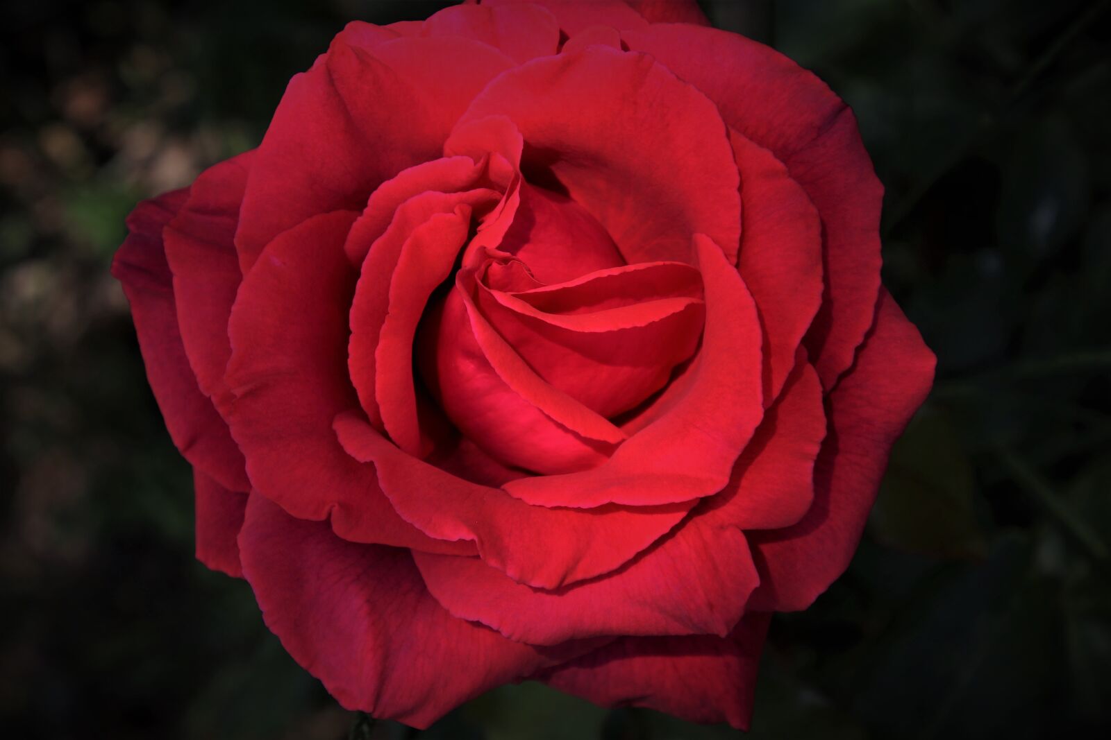 Canon EOS 80D sample photo. Roses, red, blooming photography