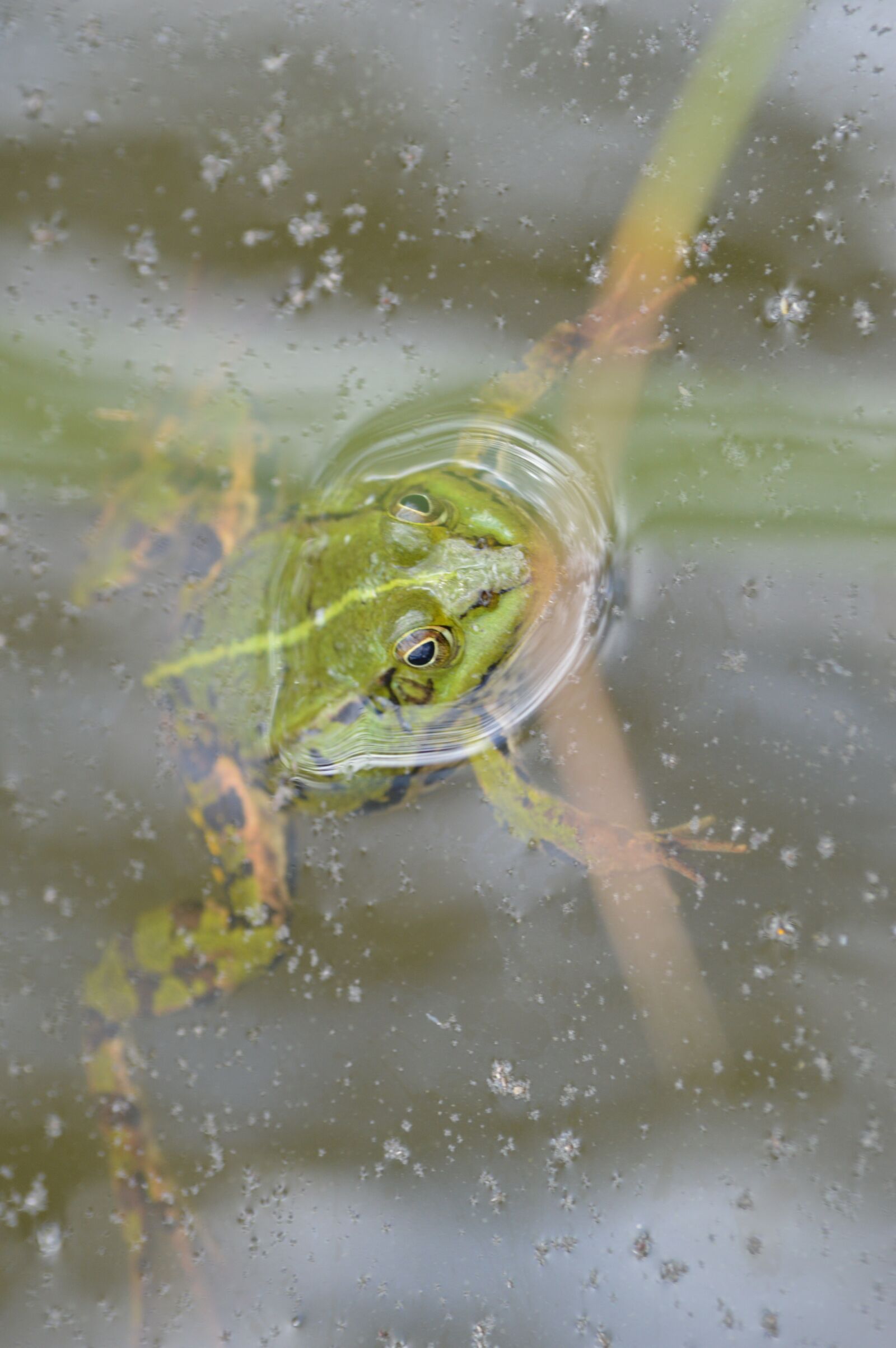 Nikon D3200 sample photo. Frog, pond, animal photography