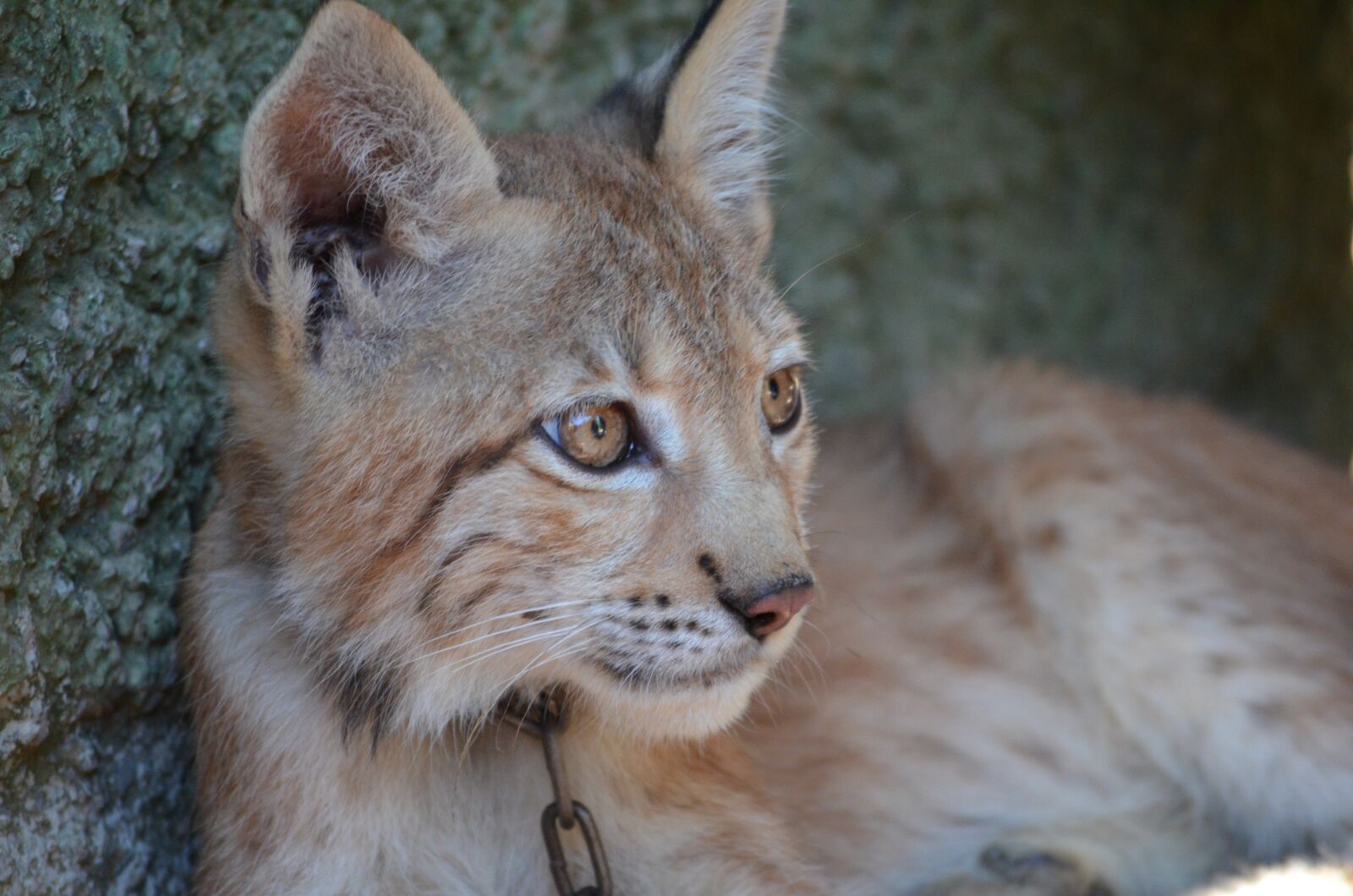 Nikon D5100 sample photo. Lynx, zoo, puppy photography