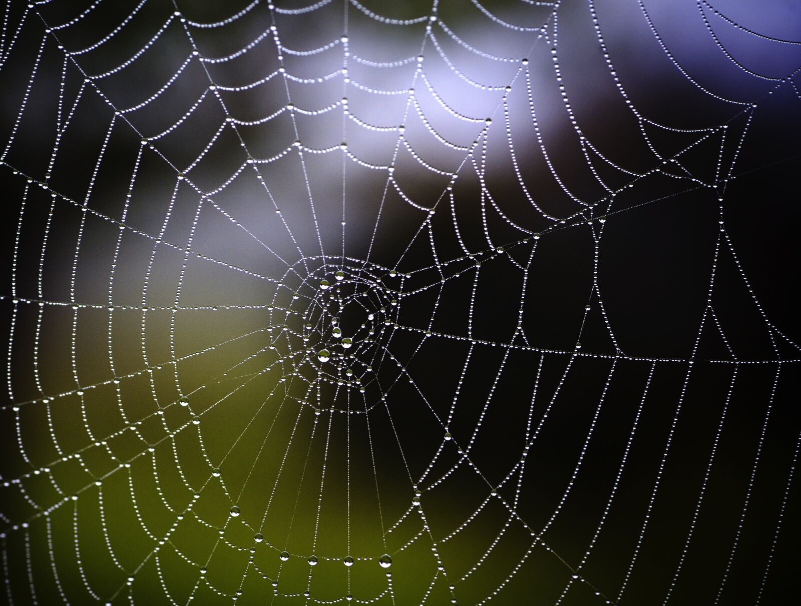 Canon EOS 5D sample photo. Spider, web, morning photography