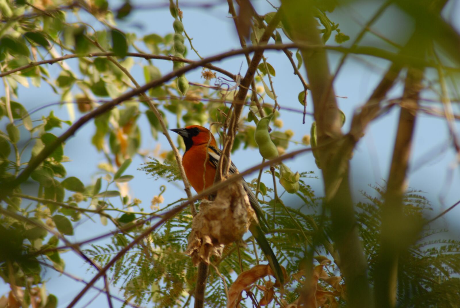 Nikon D200 sample photo. Paloma, ave, bird photography