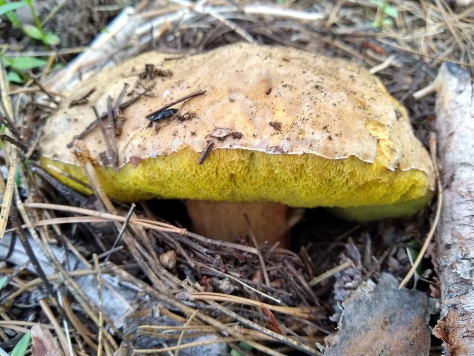 Motorola moto g(6) sample photo. Mushroom, nature, forestry photography