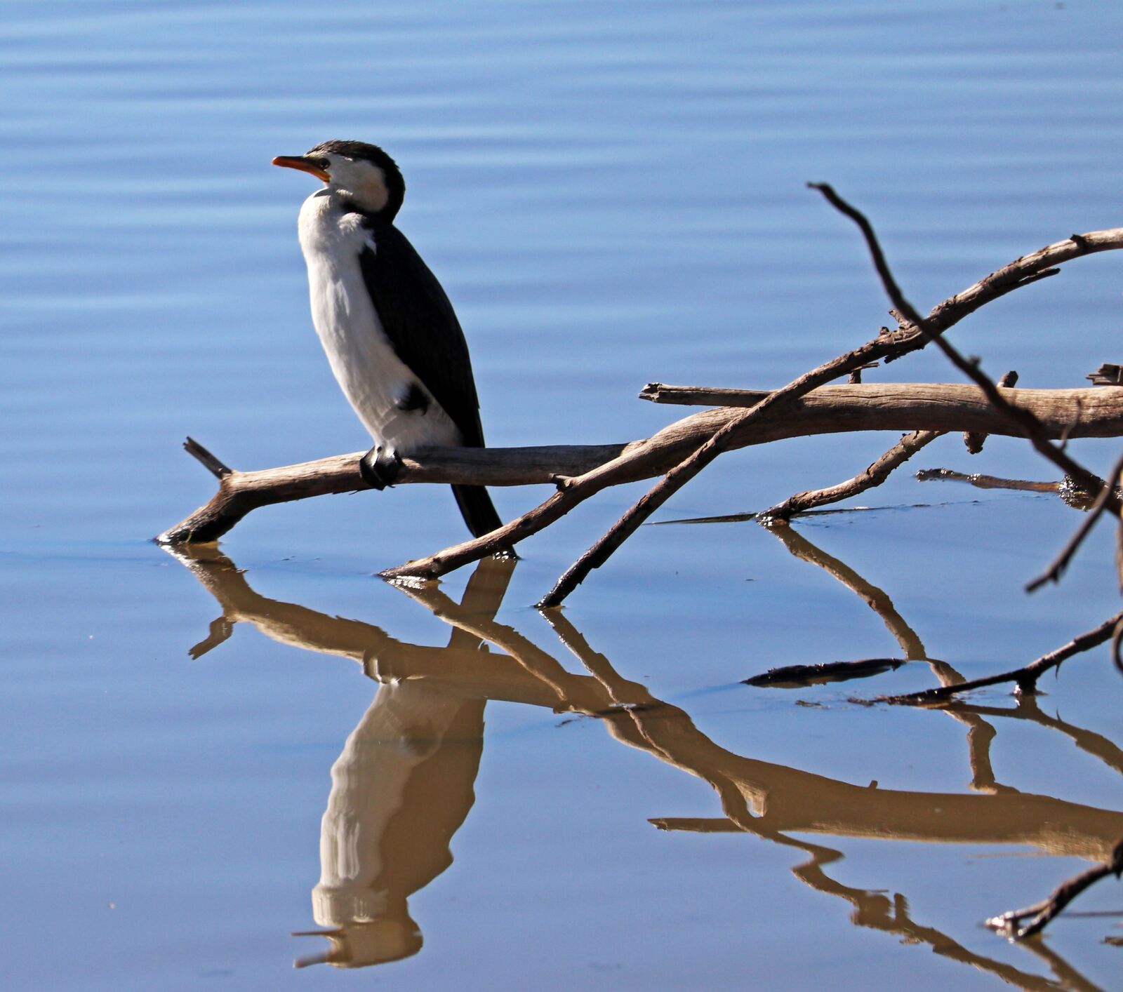 Canon EF-S 55-250mm F4-5.6 IS STM sample photo. Bird, cormorant, shag photography