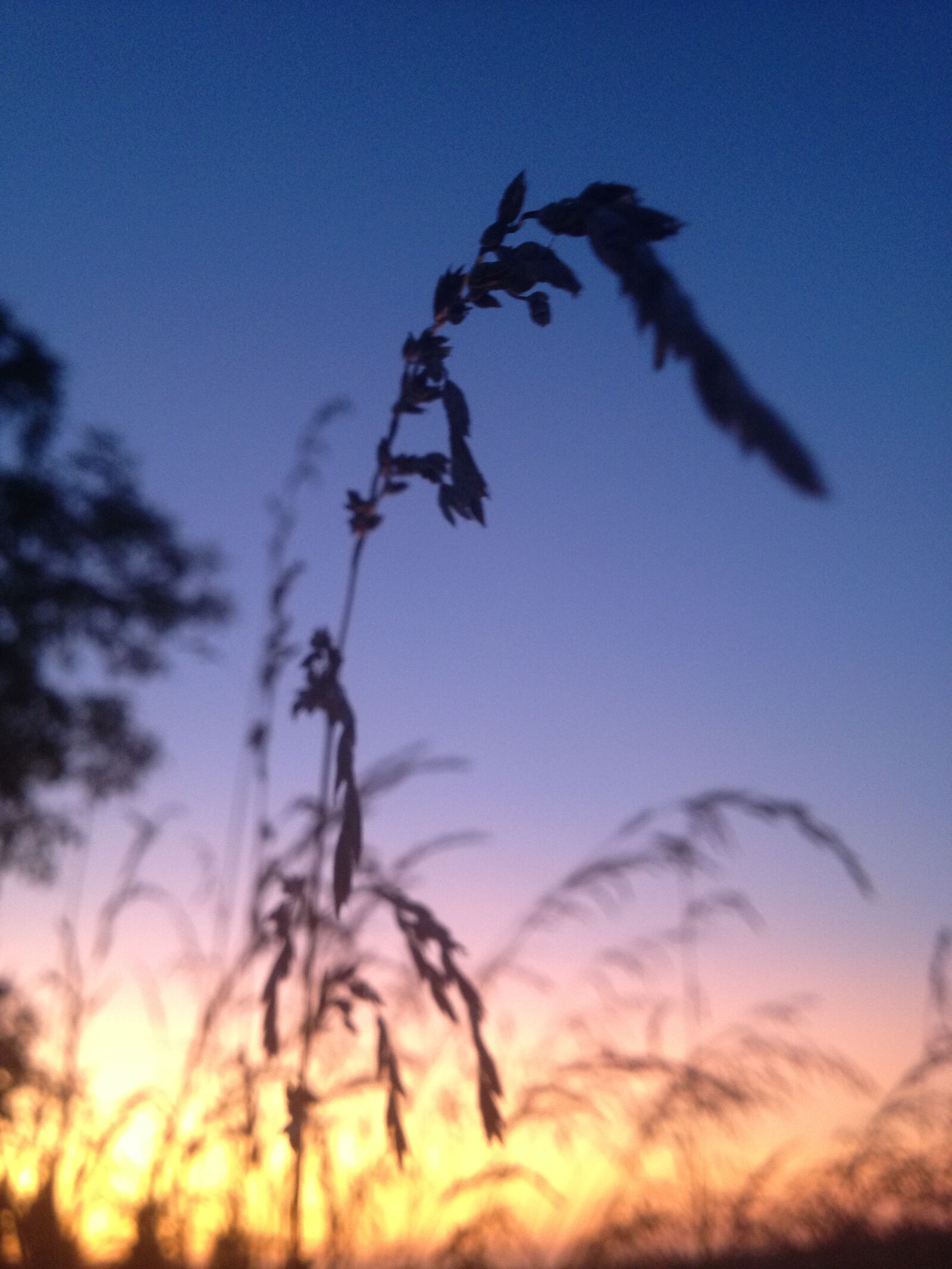 Apple iPhone 4S sample photo. Wheat, sunset, colorful photography