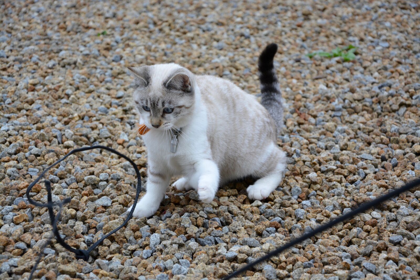 Nikon D5200 sample photo. Cat, kitten player, play photography