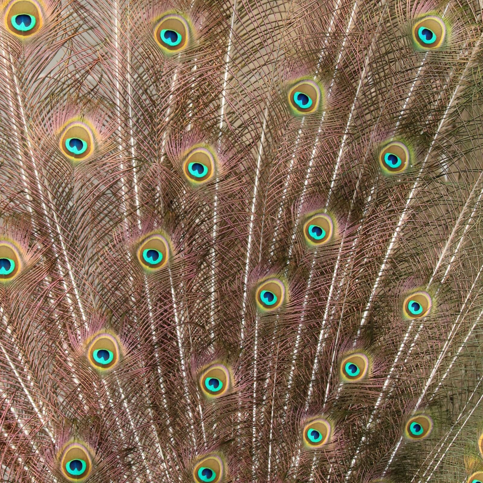 Canon EOS 750D (EOS Rebel T6i / EOS Kiss X8i) sample photo. Peacock, feather, bird photography