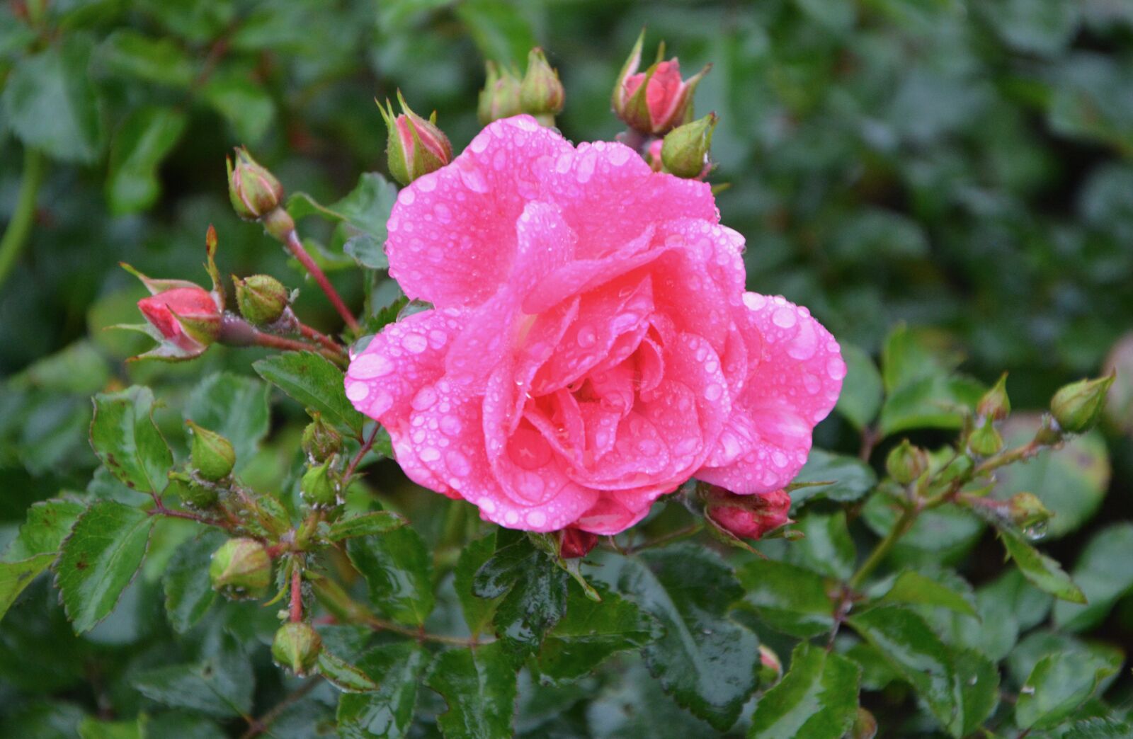Nikon D5200 sample photo. Pink buttons, pink, rosebush photography