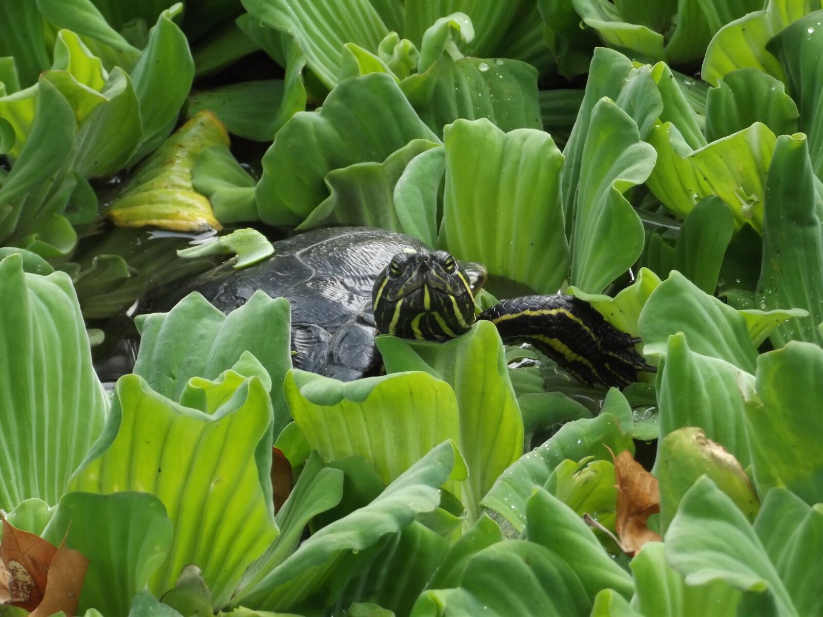 FujiFilm FinePix S2950 (FinePix S2990) sample photo. Turtle, animal, reptile photography