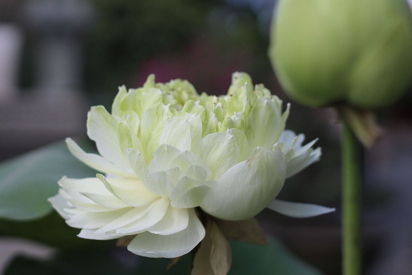 Canon EOS 1300D (EOS Rebel T6 / EOS Kiss X80) + Canon EF 50mm F1.8 STM sample photo. Asia, buddha, buddhism photography
