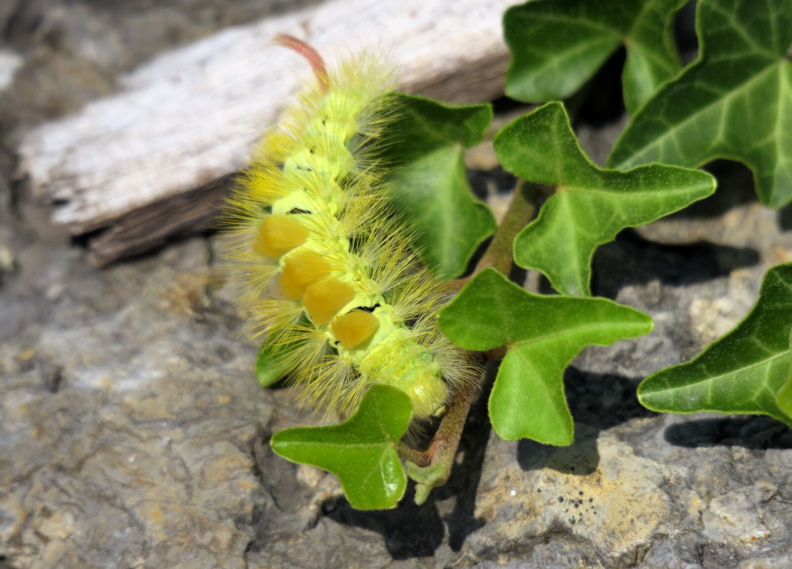 Canon PowerShot G3 X sample photo. Caterpillar, book track walk photography