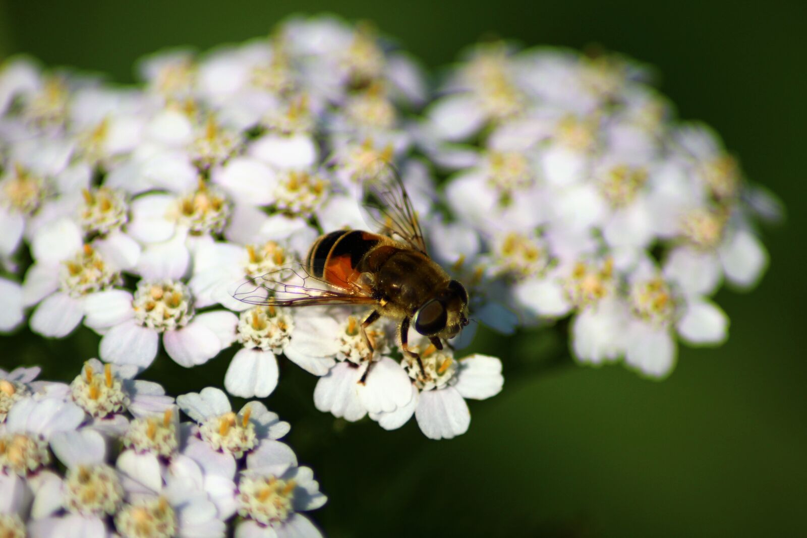 Canon EOS 1200D (EOS Rebel T5 / EOS Kiss X70 / EOS Hi) sample photo. Bee, summer, flower photography