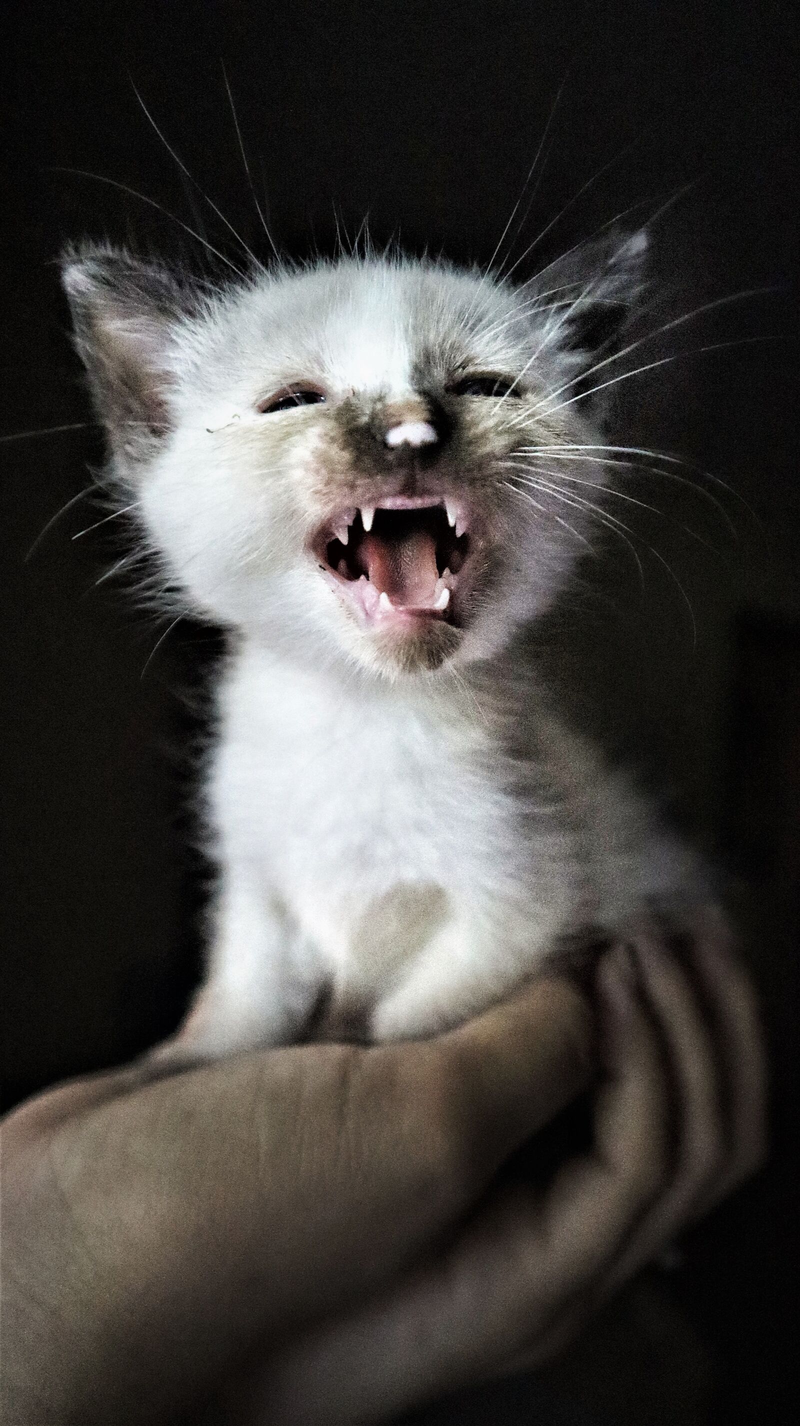 Canon EF-M 15-45mm F3.5-6.3 IS STM sample photo. Cat, kitten, cute photography