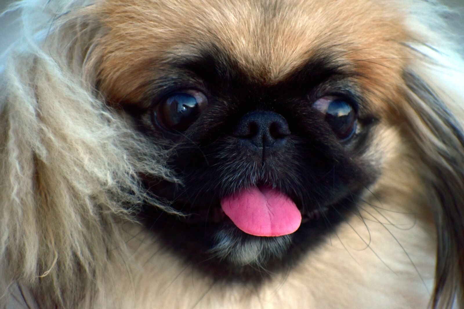 Nikon D5600 sample photo. Pekingese, fluffy, female dog photography