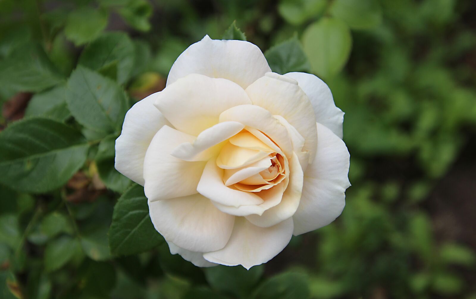 Canon EOS 700D (EOS Rebel T5i / EOS Kiss X7i) sample photo. Rose, white, flowers photography