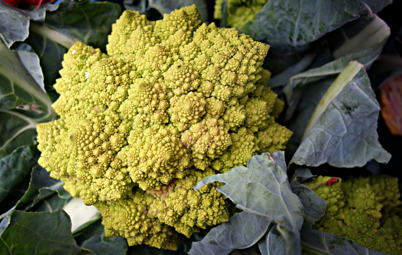 Sony Cyber-shot DSC-RX100 sample photo. Roman cauliflower, cauliflower, brassica photography