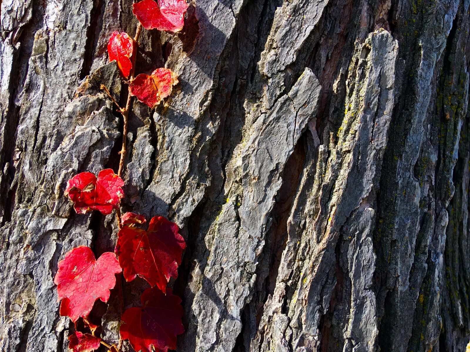 Apple iPhone 6s Plus sample photo. Tree, red, leaves photography