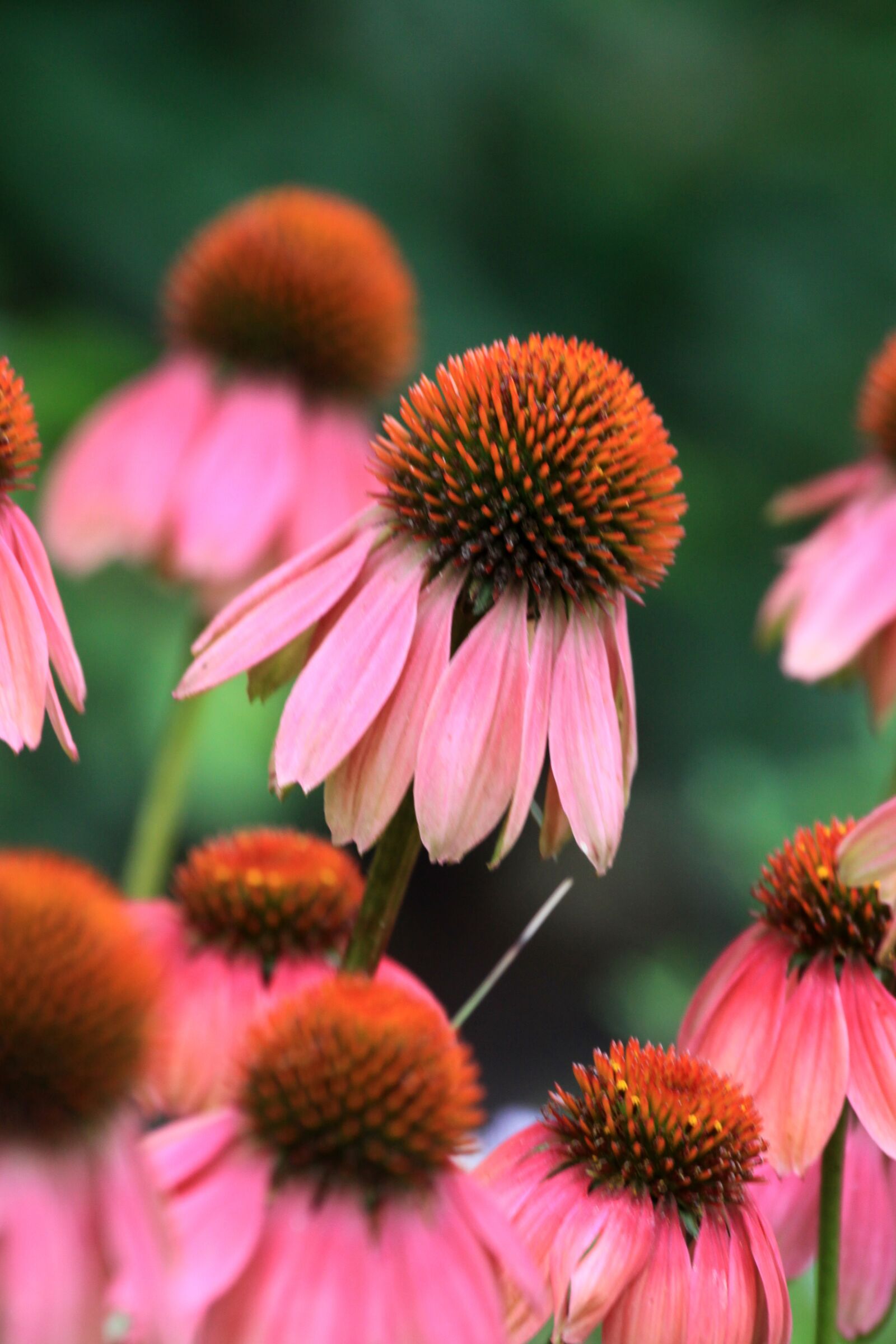 Canon EOS 50D sample photo. Pink, flowers, nature photography