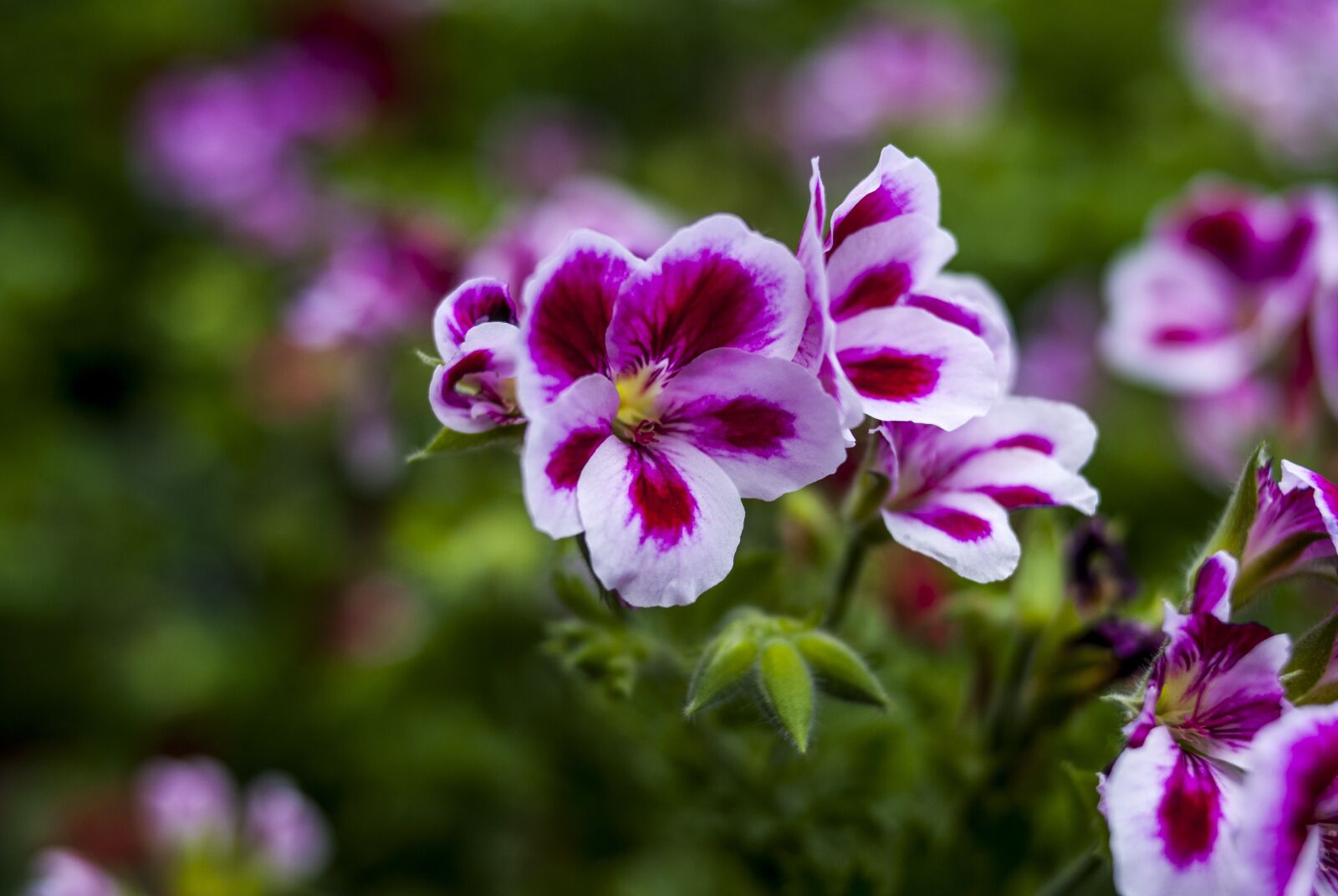Nikon D60 sample photo. Flower, plant, nature photography