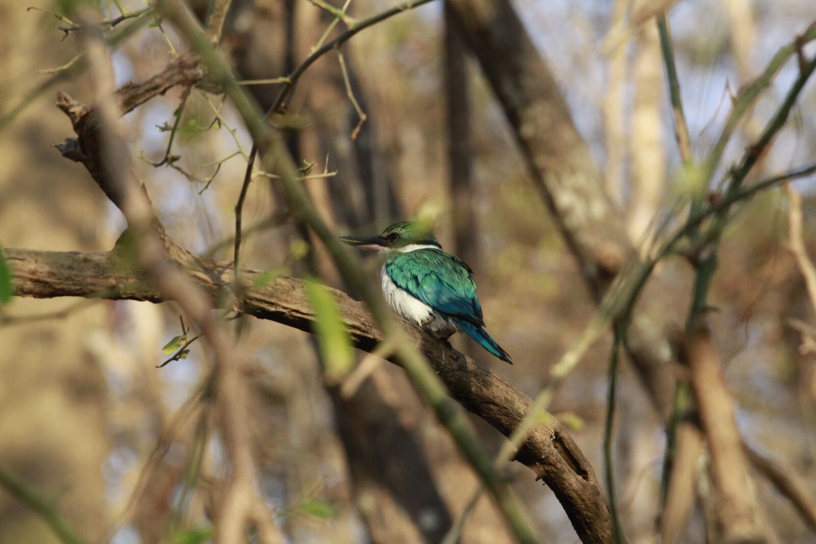 Canon EOS 60D sample photo. Bird, wildlife, africa photography