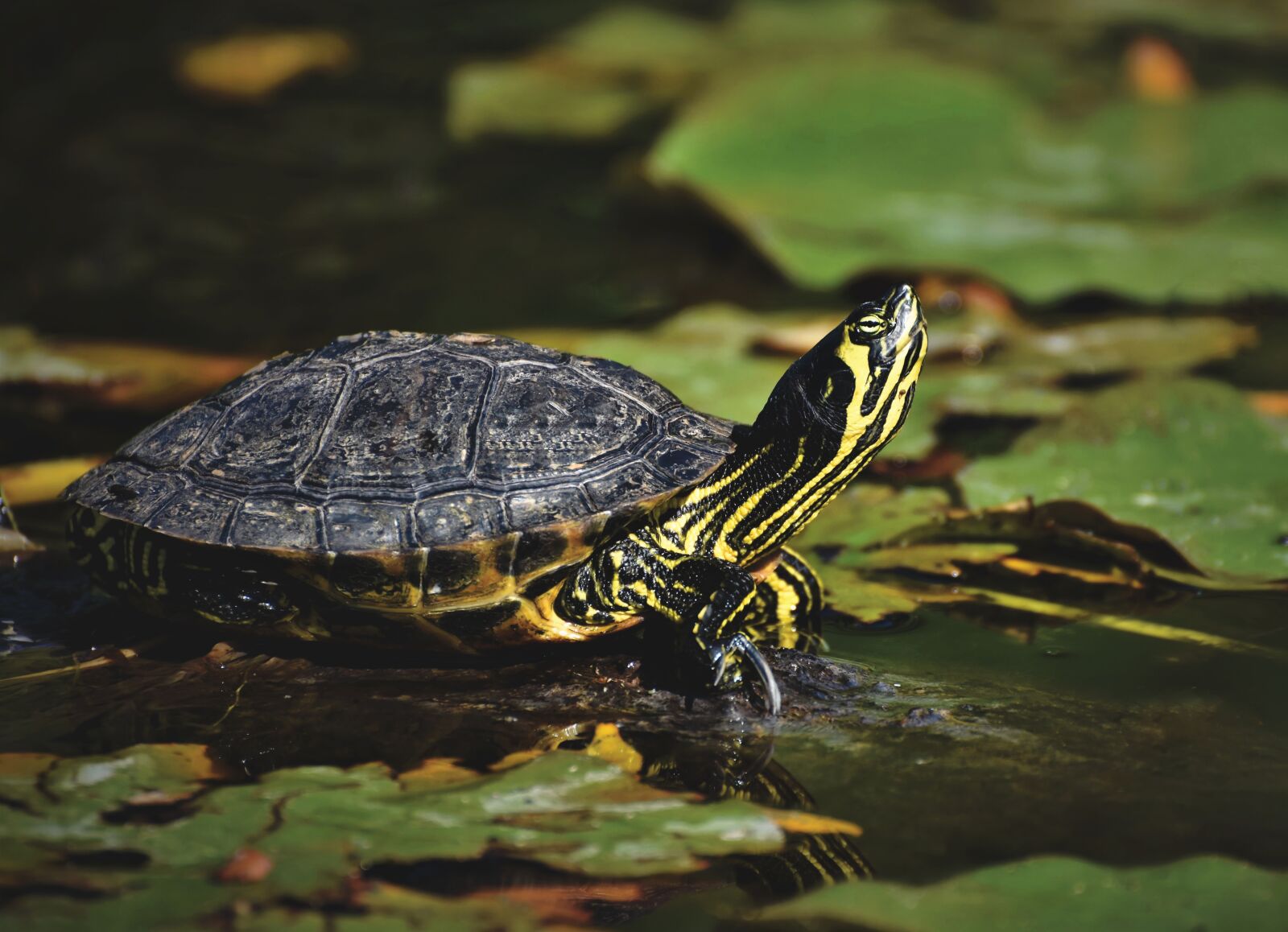Nikon D7200 sample photo. Turtles, reptile, tortoise shell photography