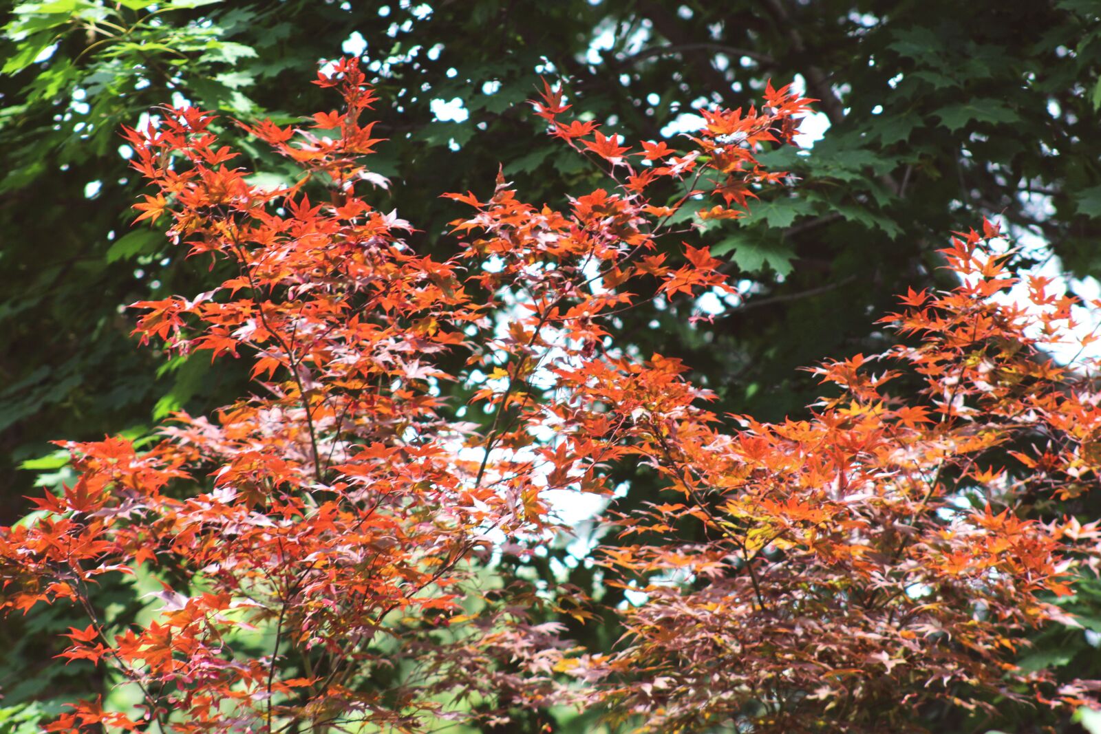 Canon EOS 700D (EOS Rebel T5i / EOS Kiss X7i) + Canon EF 75-300mm f/4-5.6 USM sample photo. Nature, tree, forest photography