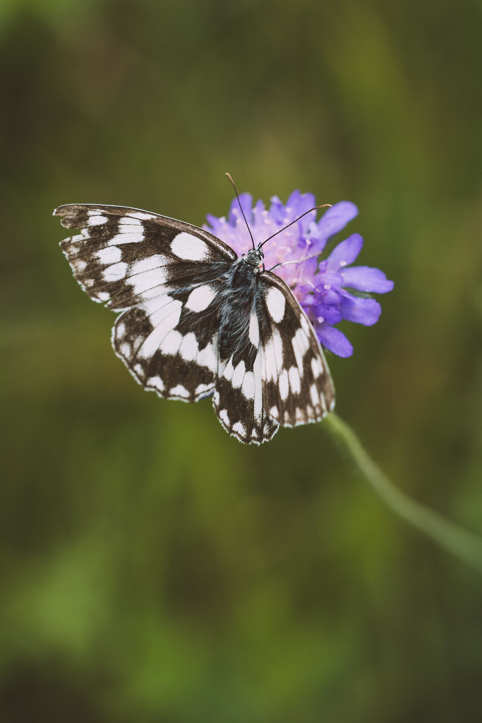Nikon D7100 sample photo. Butterfly, chess board, women's photography