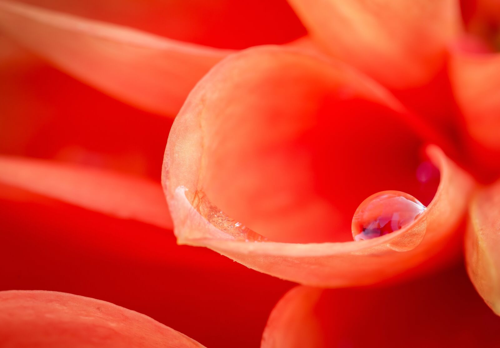 Nikon D7000 sample photo. Red, petals, droplet photography