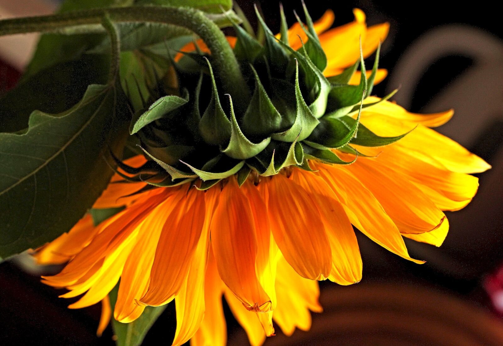 Canon EOS 5D Mark II sample photo. Sunflower, flower, yellow flowers photography