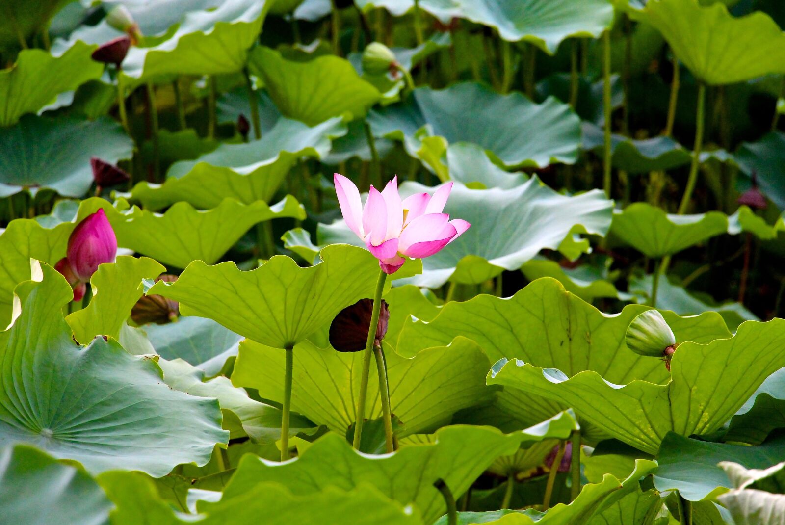 Canon EOS 700D (EOS Rebel T5i / EOS Kiss X7i) sample photo. Lotus, flower, plant photography