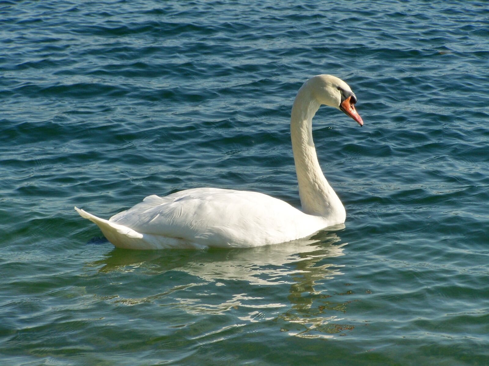 Kodak EASYSHARE ZD710 ZOOM DIGITAL CAMERA sample photo. Swan, water bird, elegant photography