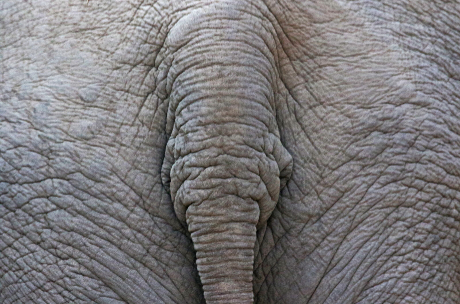 Canon EOS 7D Mark II sample photo. Backside, course, elephant, grey photography