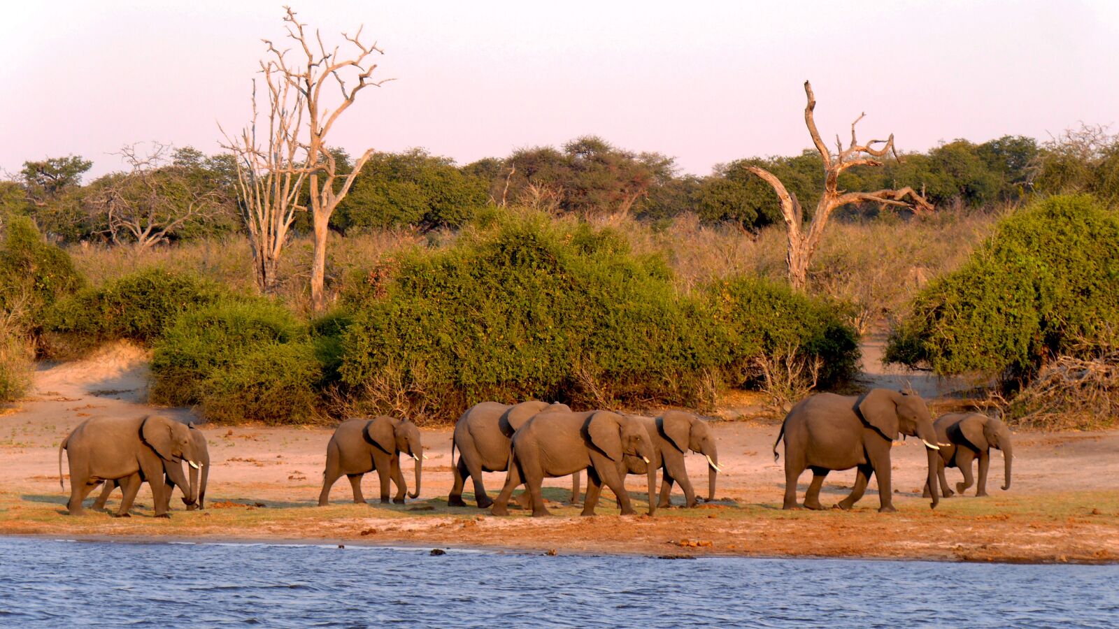 Panasonic Lumix DMC-GH3 sample photo. Botswana, chobe, elephant photography