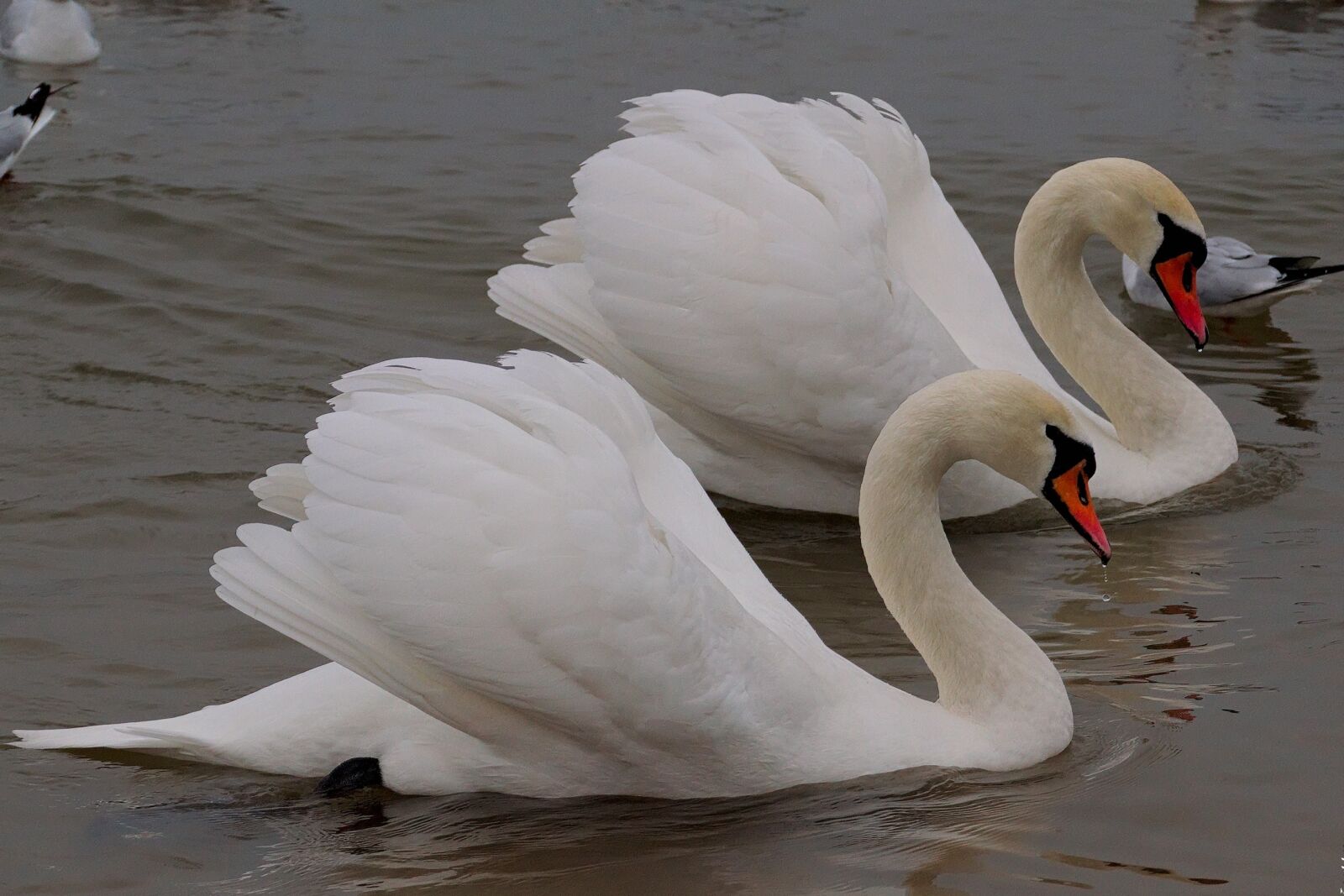 Nikon D3300 sample photo. Swan, bird, wild birds photography