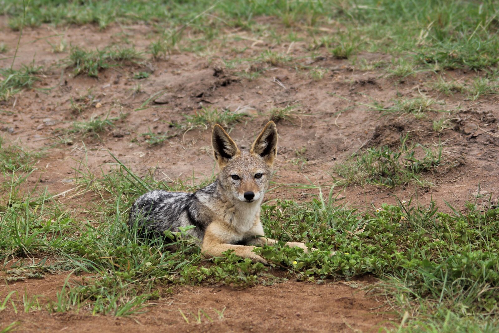 Canon EOS 60D sample photo. Silver, backed, jackal photography