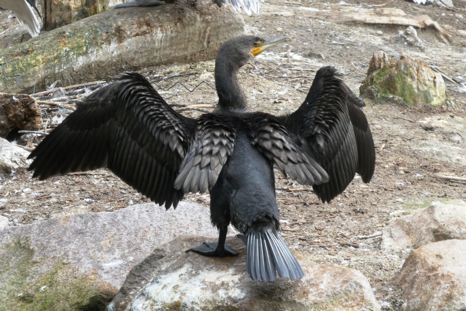 Panasonic Lumix DC-ZS70 (Lumix DC-TZ90) sample photo. Great cormorant, bird, wings photography