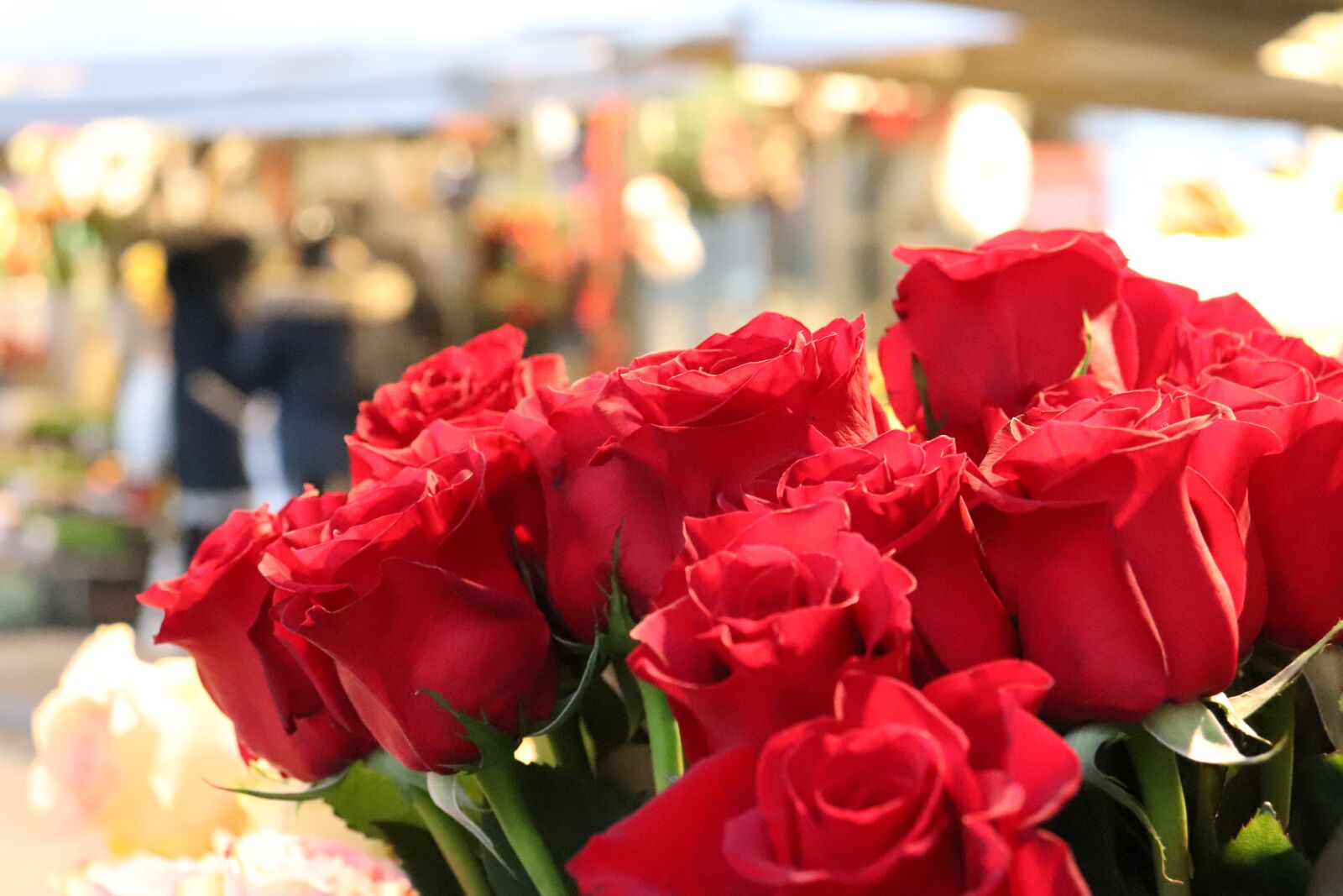 Canon EOS 200D (EOS Rebel SL2 / EOS Kiss X9) sample photo. Red roses, christmas decoration photography