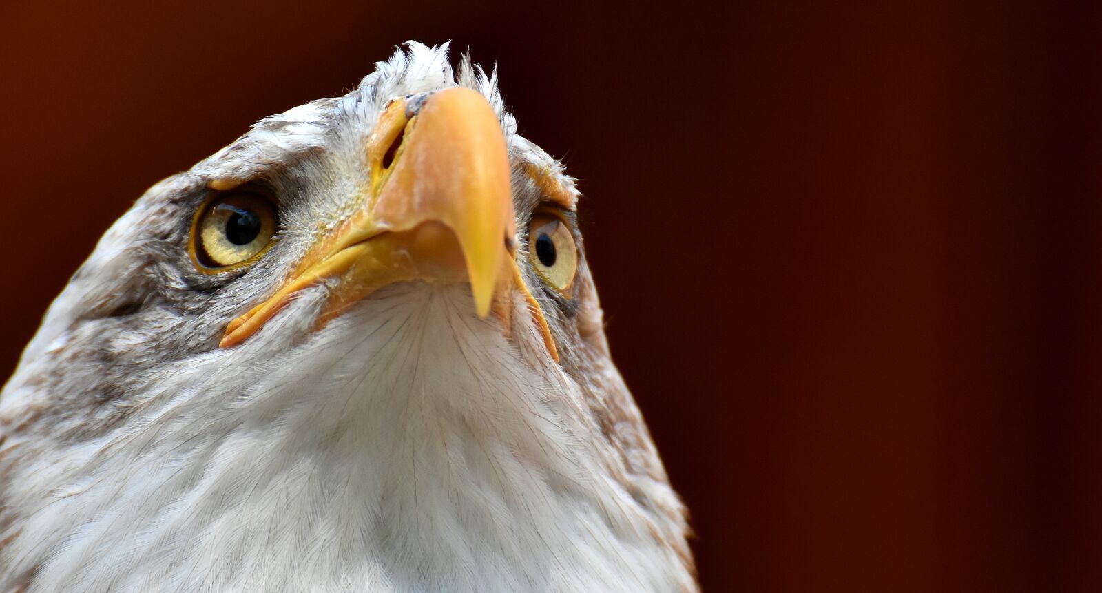 Nikon D7200 sample photo. Adler, bald eagle, bird photography