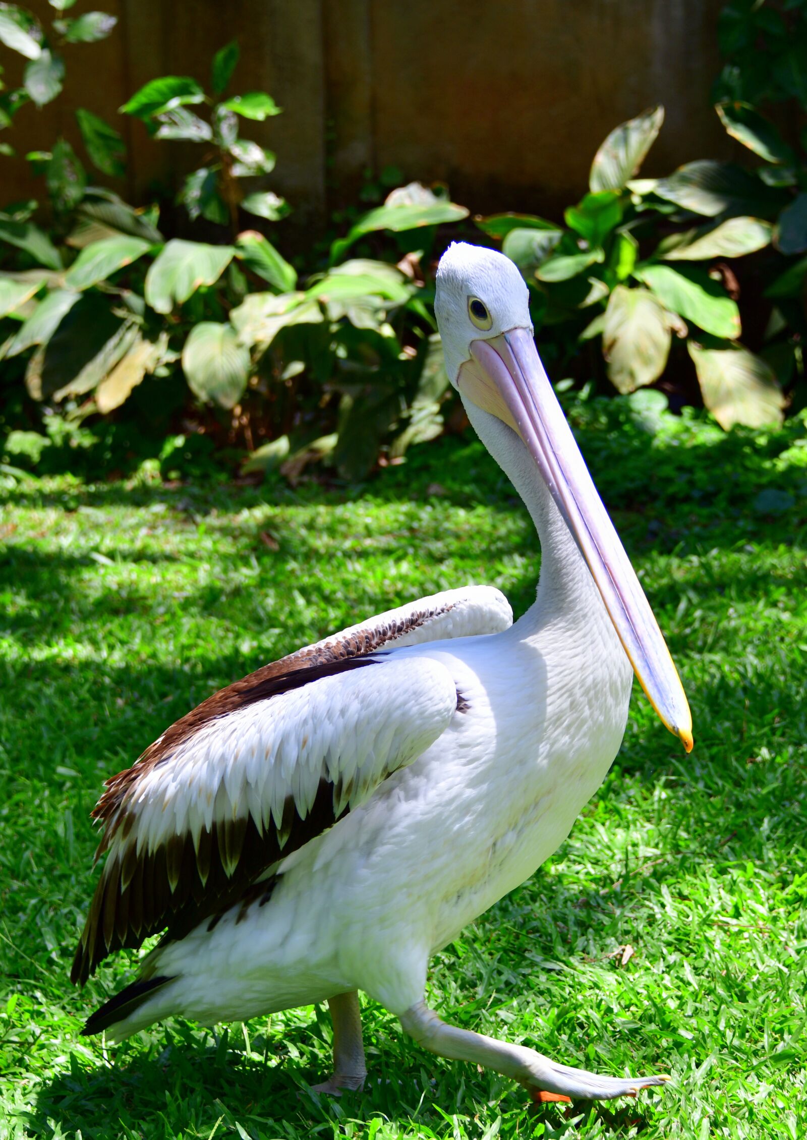 Nikon D850 sample photo. Pelican, beak, bird photography