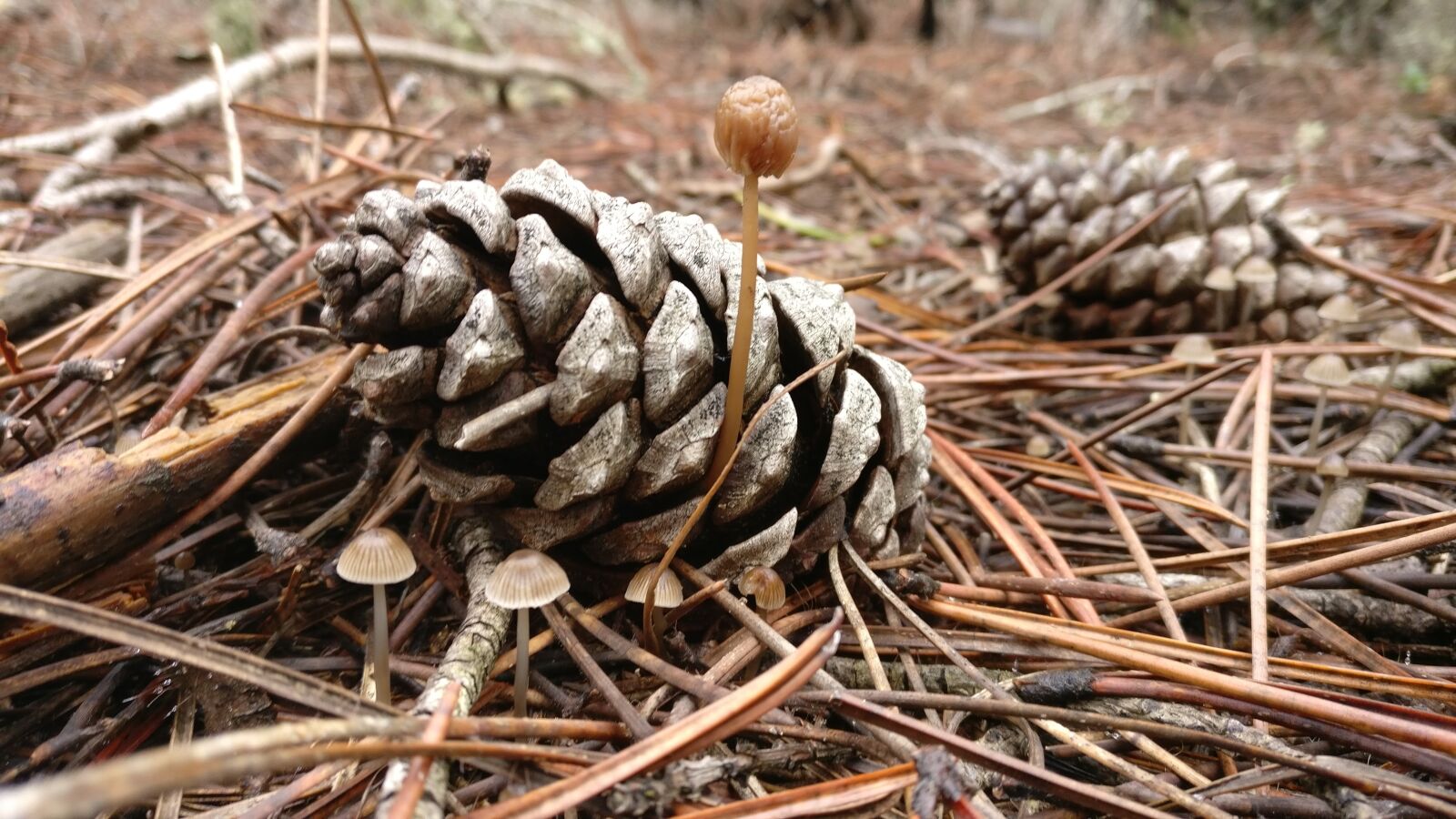 OnePlus A3003 sample photo. Pineapples, mushrooms, nature photography
