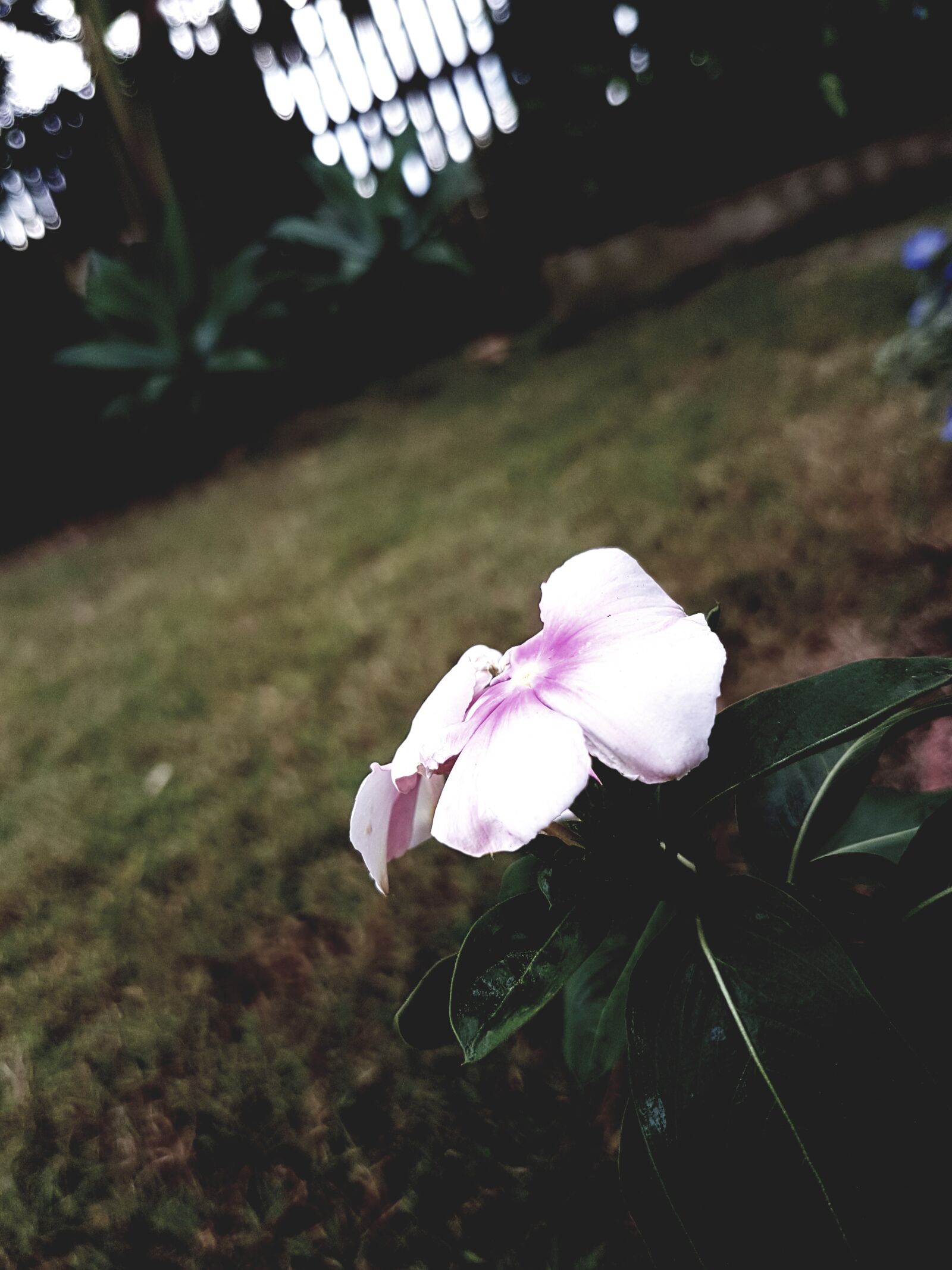 Samsung Galaxy S7 sample photo. Australia, beautiful, beautiful, flowers photography