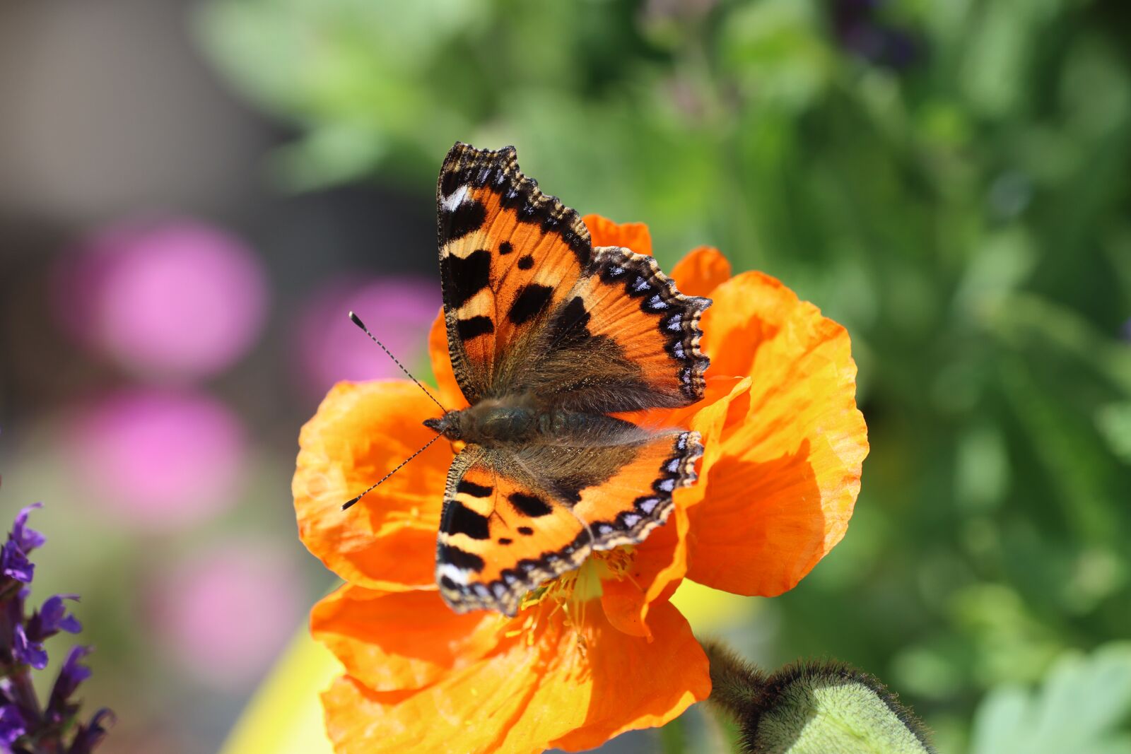 Canon EOS 90D sample photo. Drexel, insect, butterfly photography