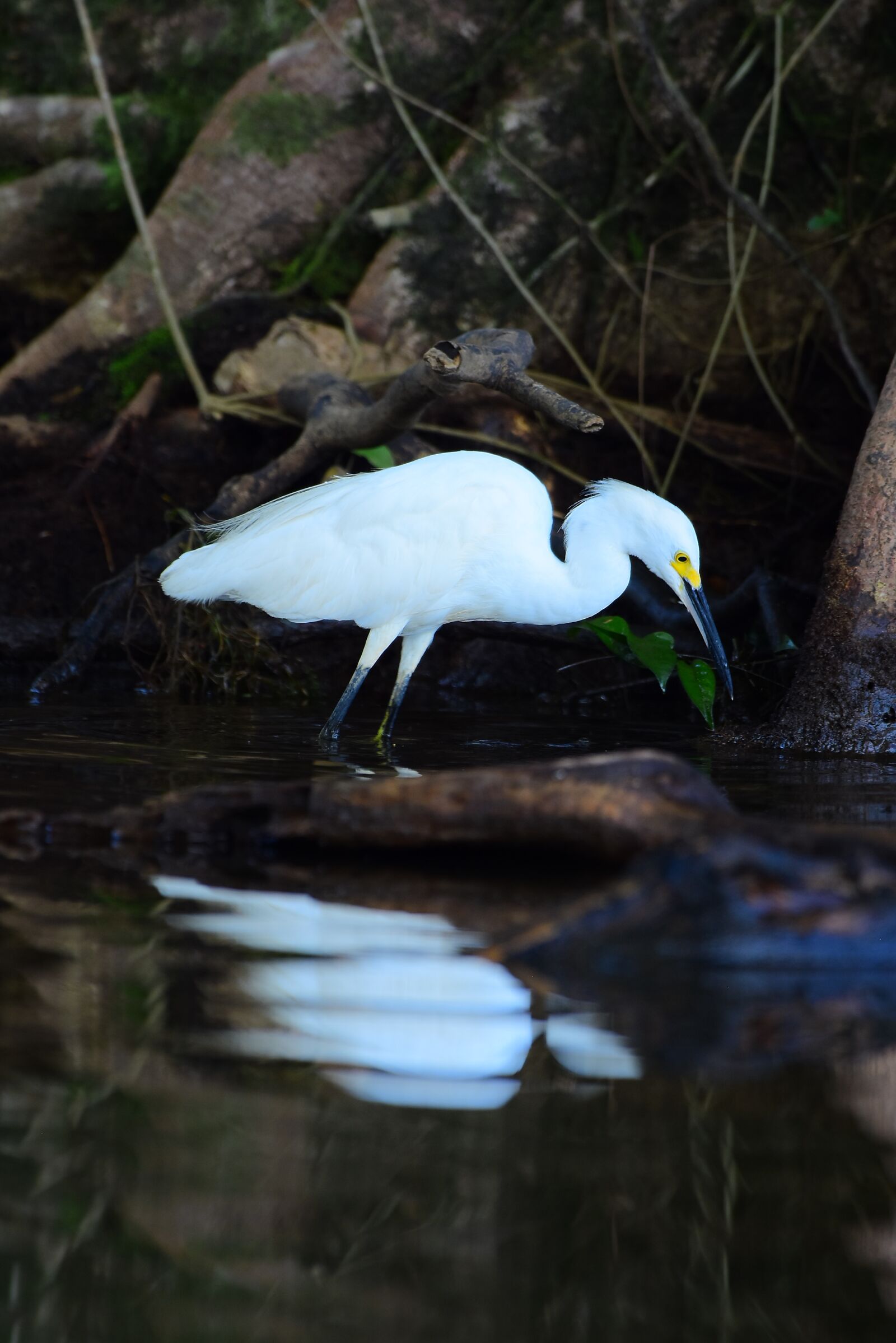 Nikon D7200 sample photo. Birds, animal life, nature photography