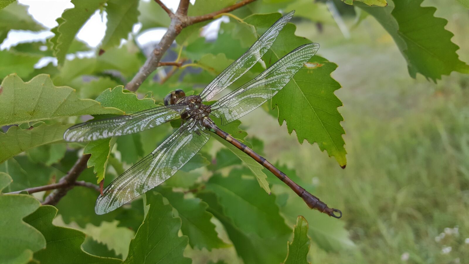 Samsung Galaxy Note5 sample photo. Dragonfly, insect, winged insect photography