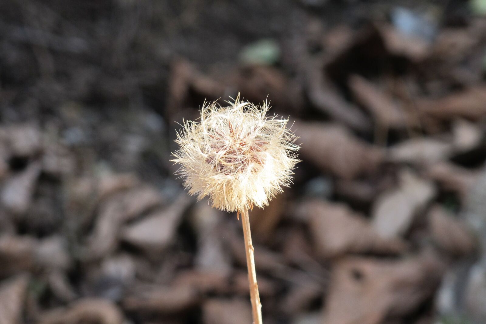 Canon PowerShot G12 sample photo. Dandelion, autumn, wait photography