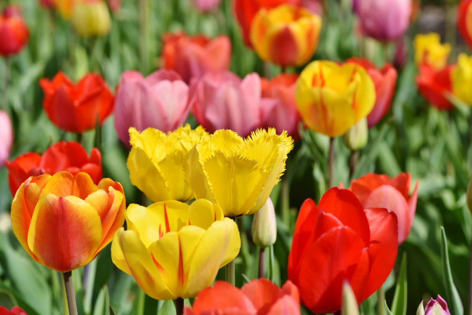 Nikon D7200 sample photo. Tulips, tulip field, tulpenbluete photography