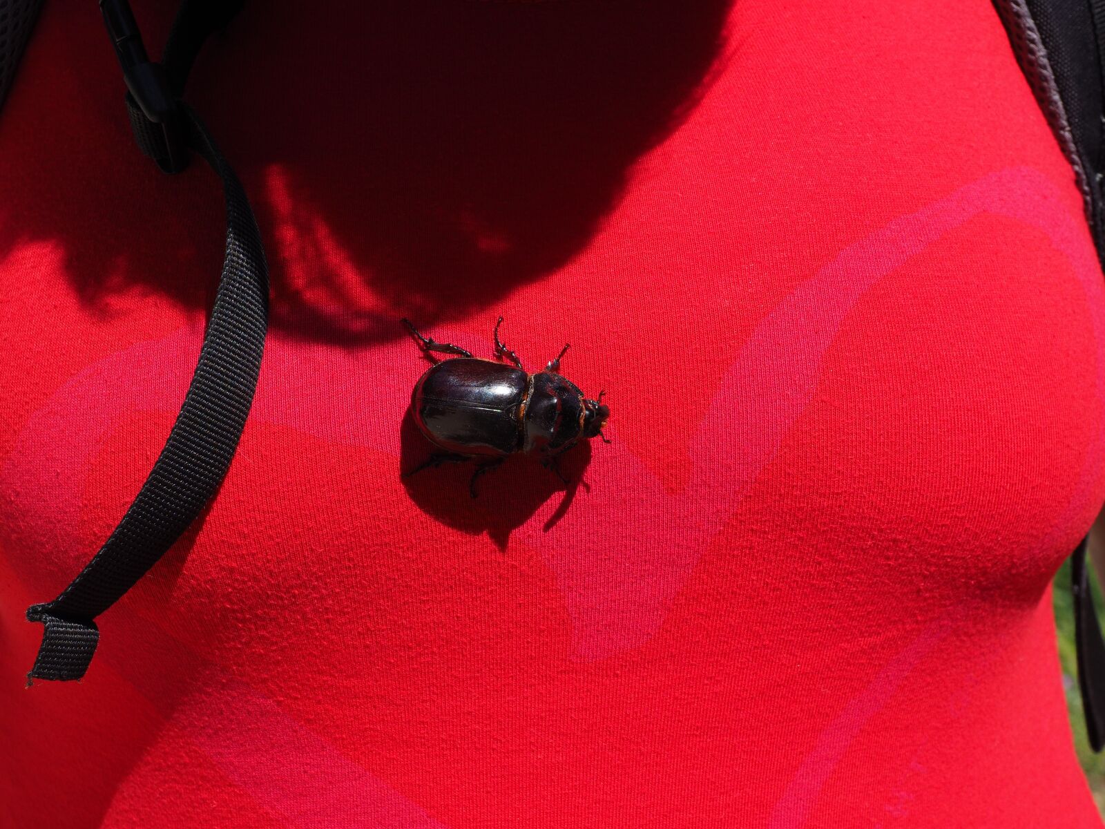 Olympus OM-D E-M1 + Olympus M.Zuiko Digital ED 12-40mm F2.8 Pro sample photo. Rhinoceros beetle, beetle, krabbeltier photography