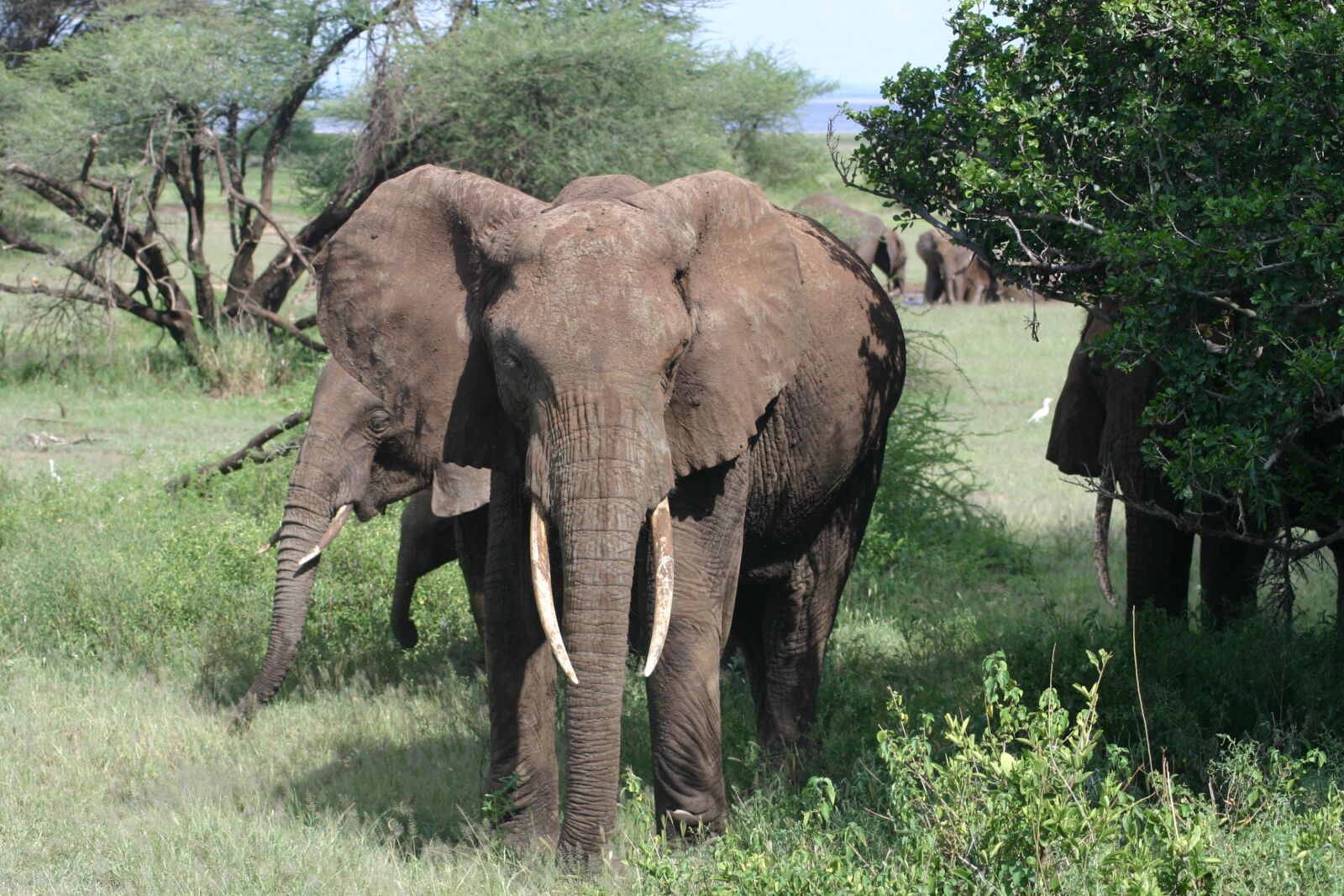 Canon EOS 300D (EOS Digital Rebel / EOS Kiss Digital) sample photo. Elephant, africa, tanzania photography